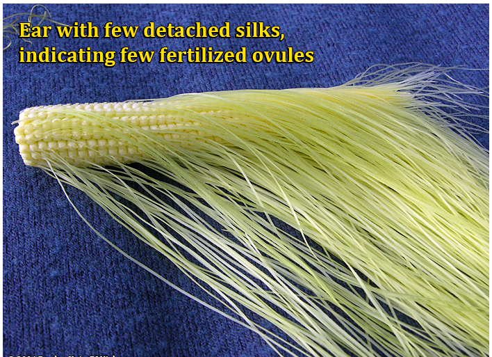 Ferrie Check Corn Pollination, Prepare to Spray if Heavy Pest Feeding